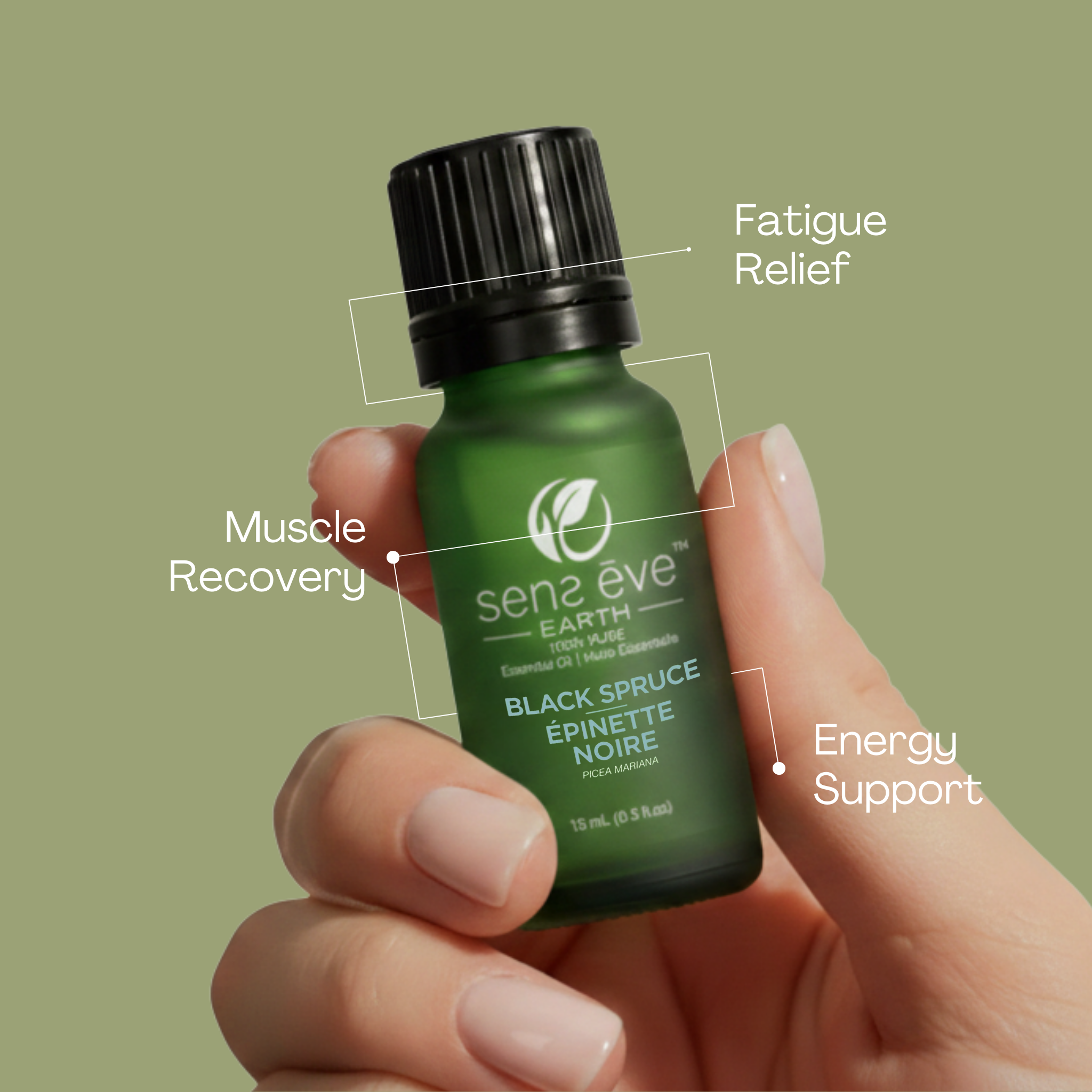 ÉPINETTE NOIRE (Picea mariana) Huile essentielle 100% Pure et Naturelle - 15mL